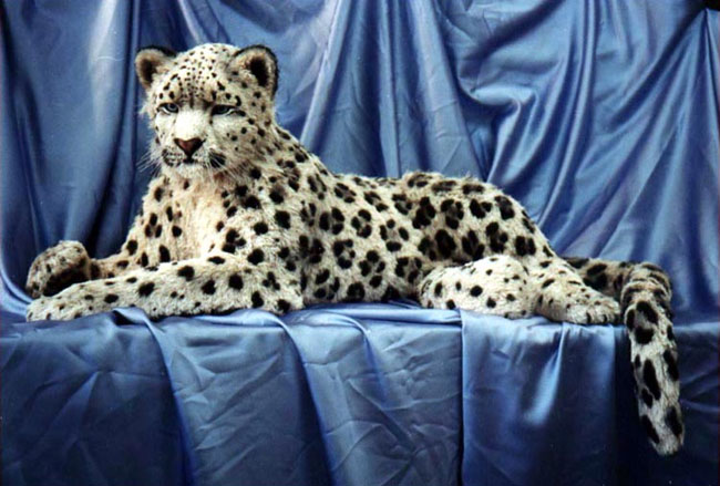 Adult Snow Leopard, by Anne Andersson