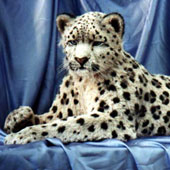 Adult Snow Leopard