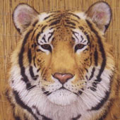 Junior Tiger Head
