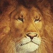 Male Adult Lion Head